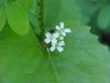 Garlic Mustard (Alliaria petiolata)