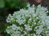 Swamp Valerian; (Valeriana uliginosa)