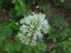 Swamp Valerian; (Valeriana uliginosa)