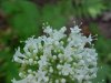 Swamp Valerian; (Valeriana uliginosa)