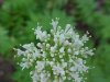 Swamp Valerian; (Valeriana uliginosa)