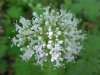 Swamp Valerian; (Valeriana uliginosa)