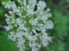 Swamp Valerian; (Valeriana uliginosa)