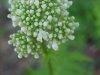 Swamp Valerian; (Valeriana uliginosa)