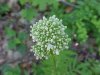 Swamp Valerian; (Valeriana uliginosa)