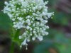 Swamp Valerian; (Valeriana uliginosa)