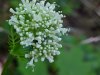 Swamp Valerian; (Valeriana uliginosa)
