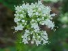 Swamp Valerian; (Valeriana uliginosa)