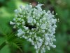 Swamp Valerian; (Valeriana uliginosa)