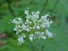 Swamp Valerian; (Valeriana uliginosa)