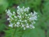 Swamp Valerian; (Valeriana uliginosa)