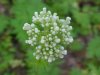 Swamp Valerian; (Valeriana uliginosa)