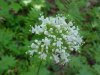 Swamp Valerian; (Valeriana uliginosa)