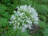 Swamp Valerian; (Valeriana uliginosa)