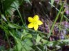 Yellow Wood Sorrel; Sour  Grass (Oxalis stricta)