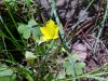 Yellow Wood Sorrel; Sour  Grass (Oxalis stricta)