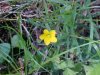 Yellow Wood Sorrel; Sour  Grass (Oxalis stricta)