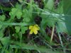 Yellow Wood Sorrel; Sour  Grass (Oxalis stricta)