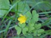 Yellow Wood Sorrel; Sour  Grass (Oxalis stricta)