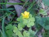 Yellow Wood Sorrel; Sour  Grass (Oxalis stricta)