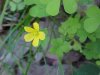 Yellow Wood Sorrel; Sour  Grass (Oxalis stricta)