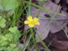 Yellow Wood Sorrel; Sour  Grass (Oxalis stricta)