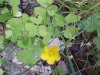 Yellow Wood Sorrel; Sour Grass (Oxalis stricta)
