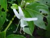 Japanese Honeysuckle (Lonicera japonica)