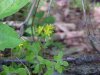 Stringy Stonecrop, Yellow Moss, Graveyard Moss (Sedum sarmentosum) - thanks to Gottfried Unger for correction: was misidentified as Wild Stonecrop (Sedum ternatum)