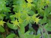 Stringy Stonecrop, Yellow Moss, Graveyard Moss (Sedum sarmentosum) - thanks to Gottfried Unger for correction: was misidentified as Wild Stonecrop (Sedum ternatum)
