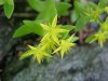 Stringy Stonecrop, Yellow Moss, Graveyard Moss (Sedum sarmentosum) - thanks to Gottfried Unger for correction: was misidentified as Wild Stonecrop (Sedum ternatum)