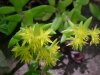 Stringy Stonecrop, Yellow Moss, Graveyard Moss (Sedum sarmentosum) - thanks to Gottfried Unger for correction: was misidentified as Wild Stonecrop (Sedum ternatum)
