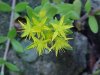 Stringy Stonecrop, Yellow Moss, Graveyard Moss (Sedum sarmentosum) - thanks to Gottfried Unger for correction: was misidentified as Wild Stonecrop (Sedum ternatum)
