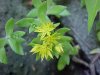 Stringy Stonecrop, Yellow Moss, Graveyard Moss (Sedum sarmentosum) - thanks to Gottfried Unger for correction: was misidentified as Wild Stonecrop (Sedum ternatum)