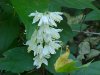 Wildflowers of LDEO, Columbia Univ., Palisades, N.Y., USA
