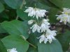Wildflowers of LDEO, Columbia Univ., Palisades, N.Y., USA