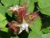 Of the Wild Red Raspberry family (Rubis idaeus)