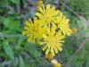 Yellow Hawkweed; King Devil (Hieracium caespitosum; Hieracium  pratense; Hieracium floribundum)
