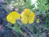 Common Buttercup (Ranunculus acris)