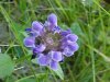 Heal-all; Self-heal (Prunella vulgaris)