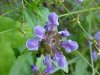 Heal-all; Self-heal (Prunella vulgaris)