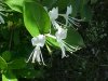 Japanese Honeysuckle (Lonicera japonica)