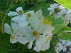 Multiflora Rose (Rosa multiflora)
