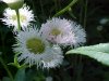 Philadelphia Fleabane (Erigeron philadelphicus)