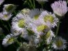 Philadelphia Fleabane (Erigeron philadelphicus)