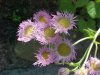 Philadelphia Fleabane (Erigeron philadelphicus)