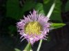 Philadelphia Fleabane (Erigeron philadelphicus)