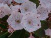 Mountain Laurel (Kalmia latifolia)