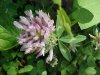 Red Clover (Trifolium pratense)