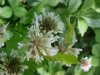 White ; Dutch Clover (Trifolium repens)